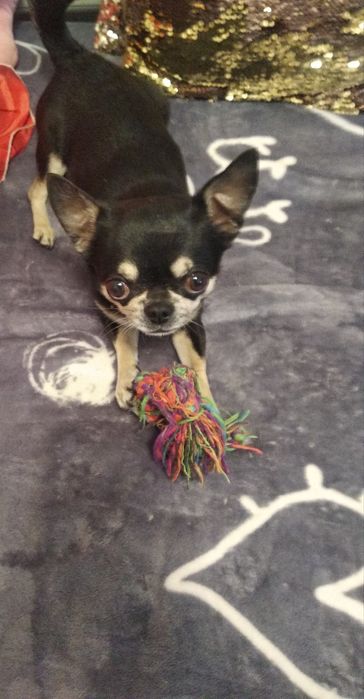 Вязка мальчик чихуахуа