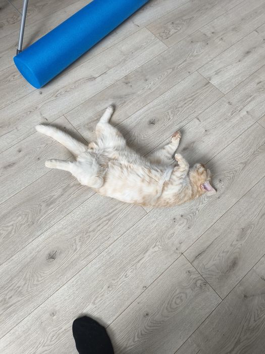 Короткошорстный британец