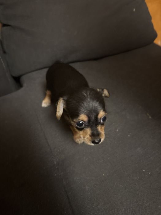 Кръстоска между мини йорки и пинчерчихуа