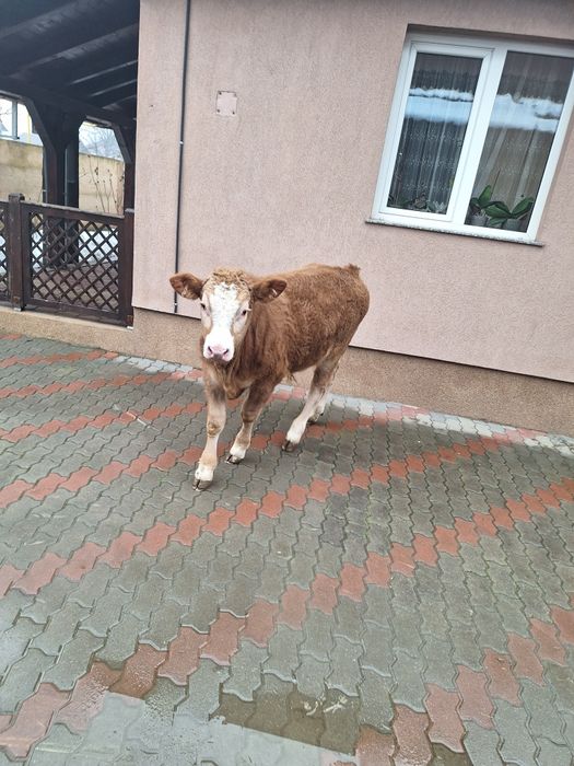 Vând Vitel de 4 luni