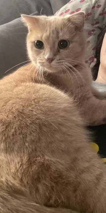 Шотландский котенок