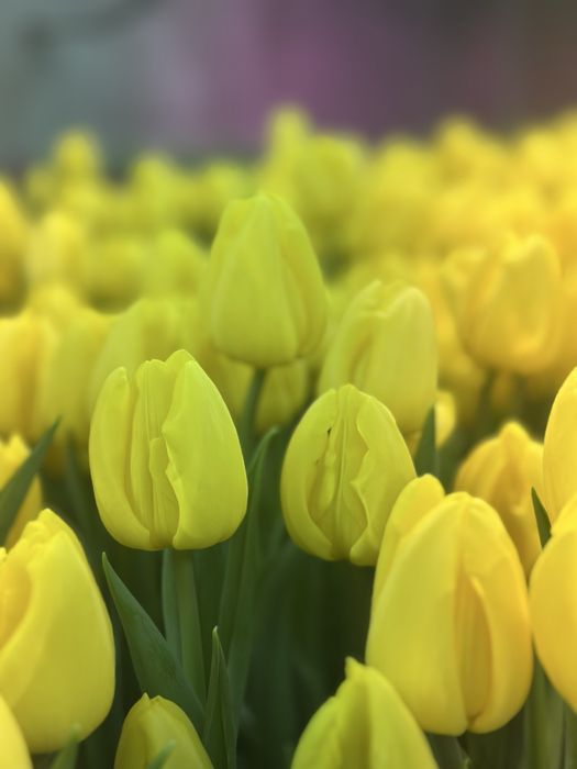 Тюльпаны на 8 марта