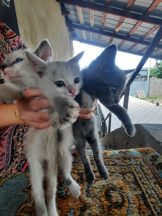 Отдадим котят в добрые руки