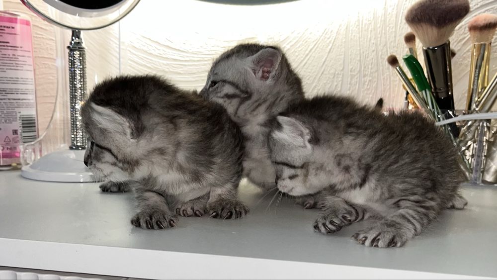 котята котята котята