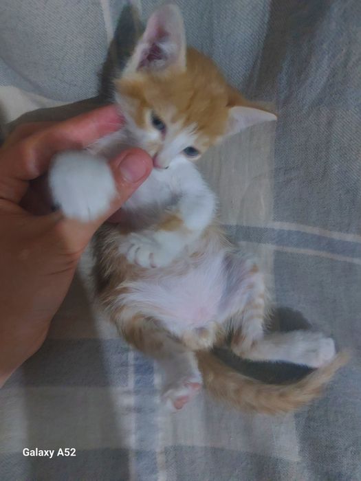 Xadiyaga Mushukchalar bor