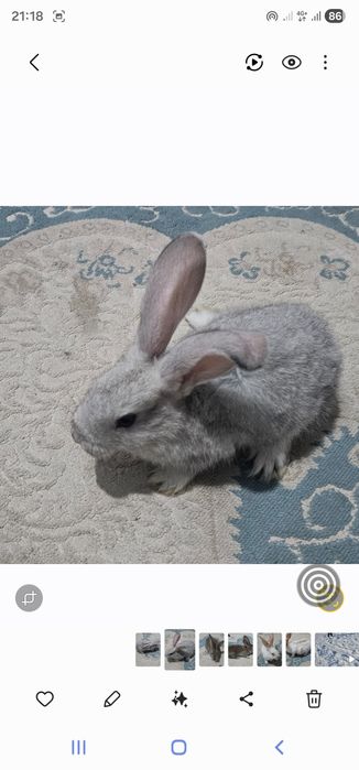 Қоян көжектері 2 айлық. Крольчата 2 месяца