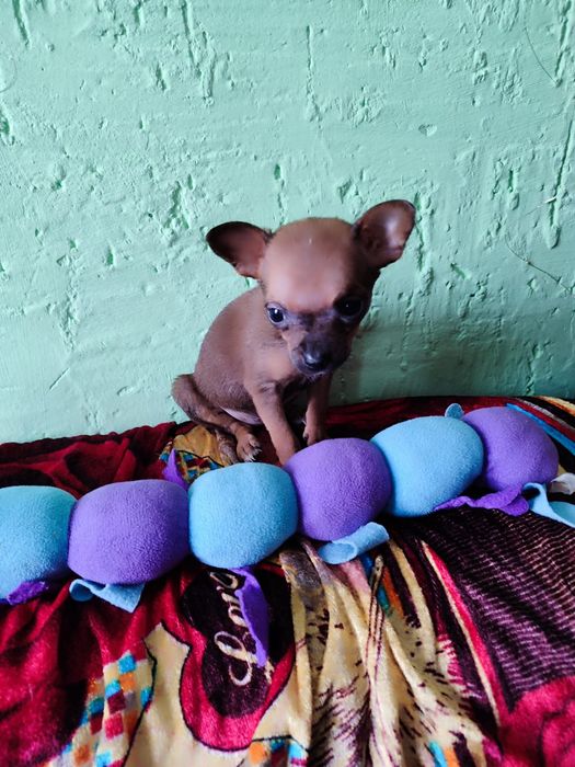 Девочка мини той терьер