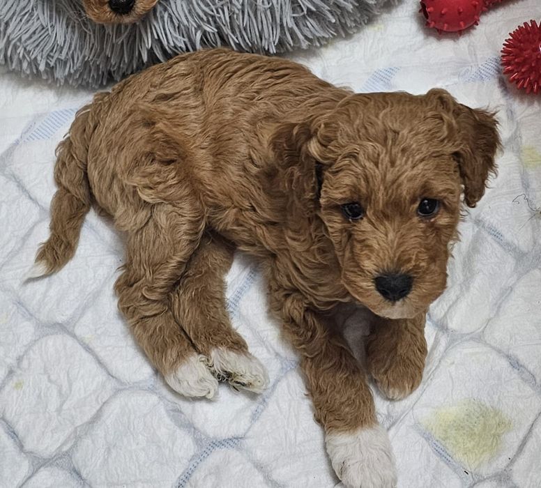 Caniche/ Poodle Pitic