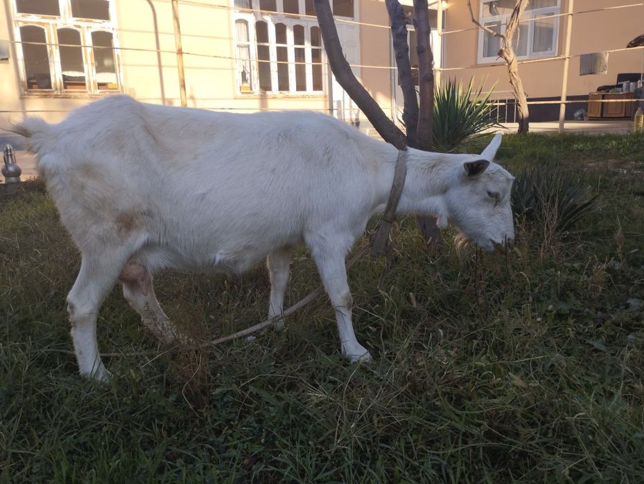 Zaanen echkilari sut beradigan