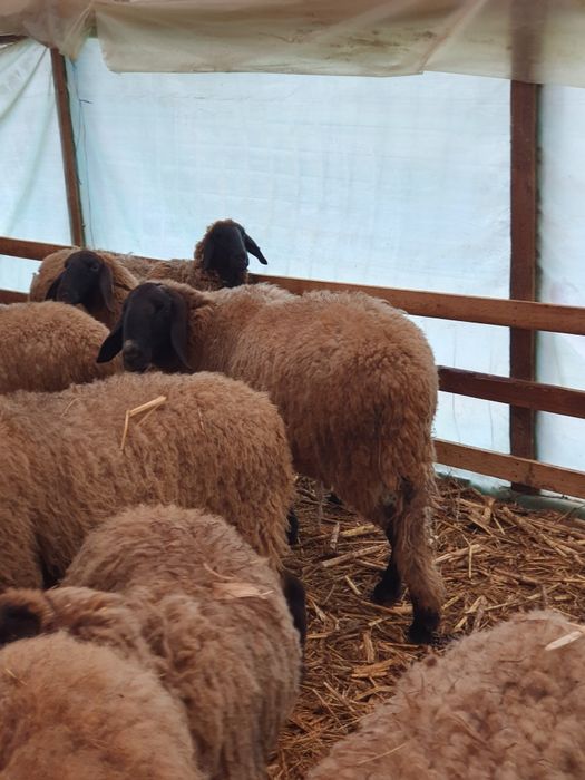 Berbeci de vânzare.