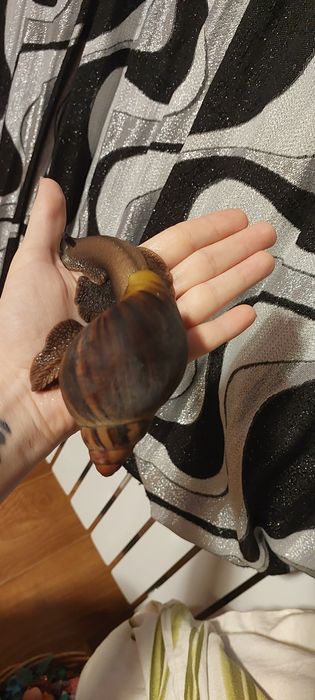 Улитка архахатина