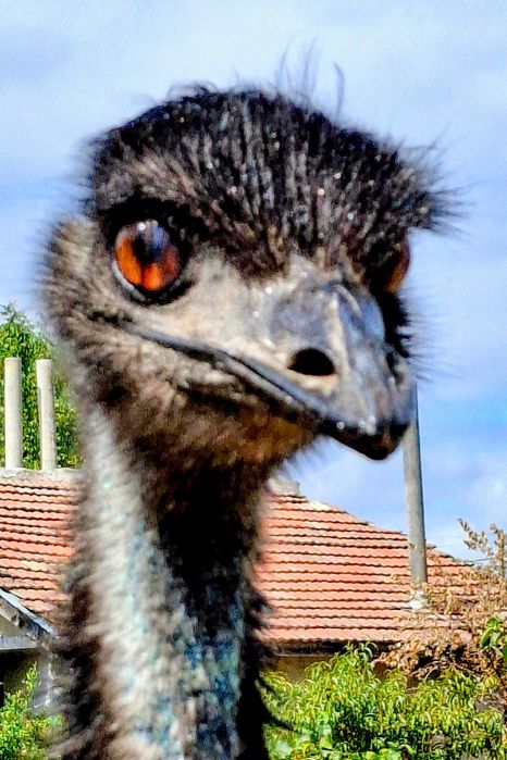 Оплодени яйца от Ему