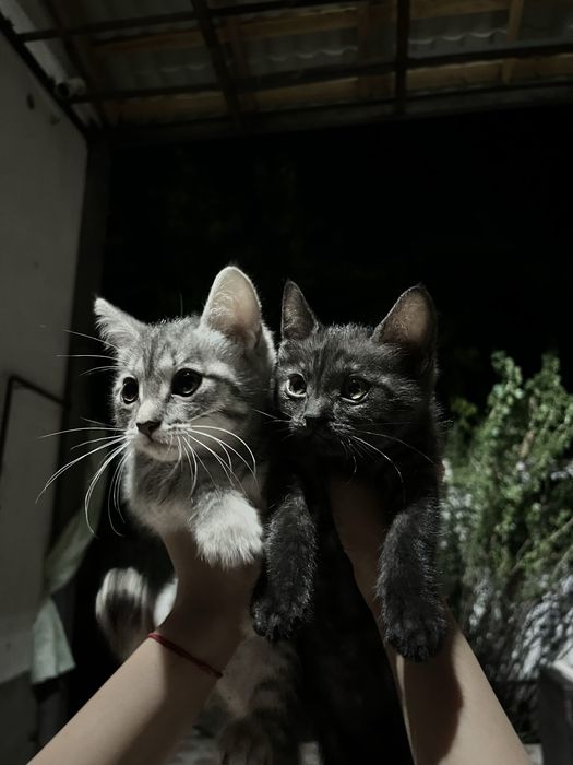 Котята бесплатно