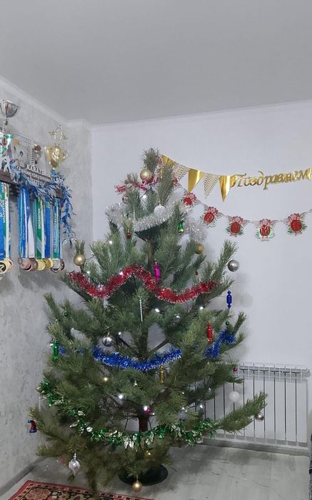 Живые елки сосна