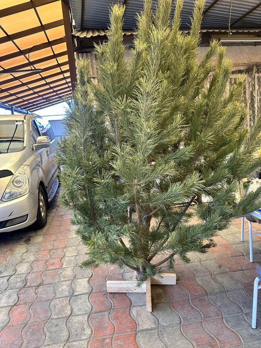 Продается живая ель