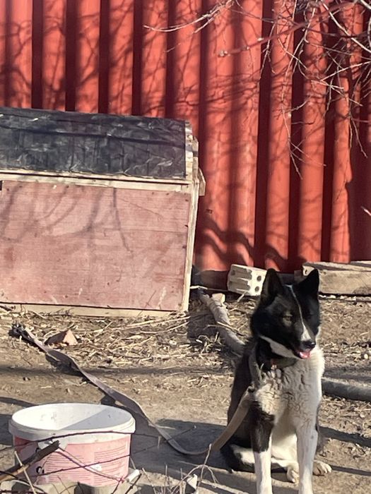 Лайка   сатылады