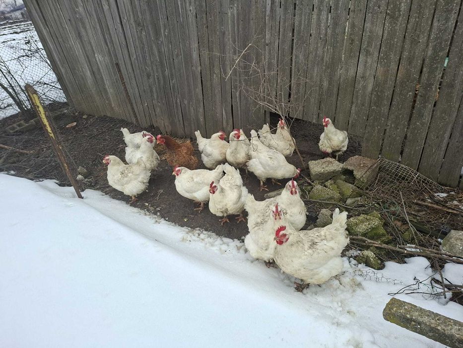 Gaini crescute ecologic vii sau taiate la cerere