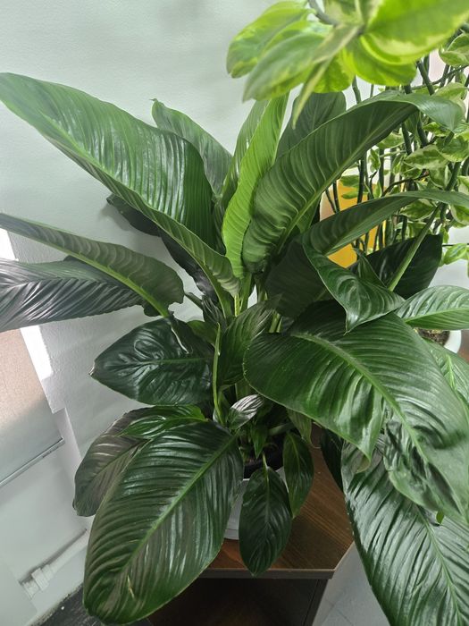 Гигантское женское счастье