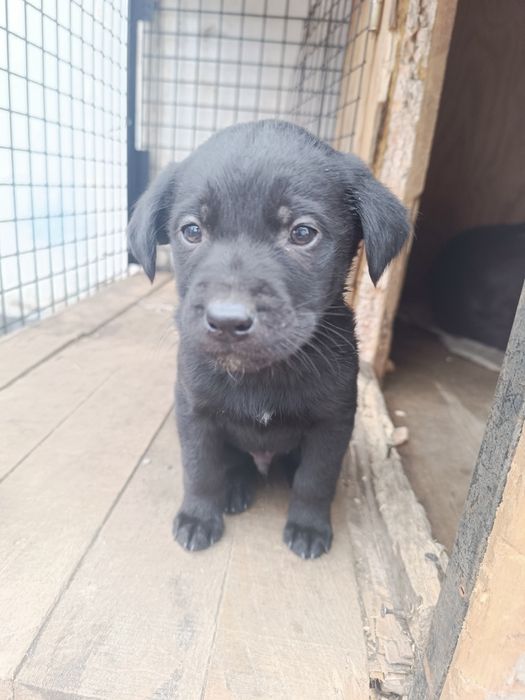 Щенки от лабрадора, 1,5 месяца