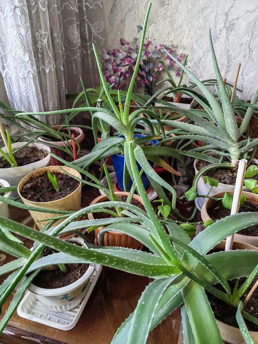 Продам Алоэ-Вера ЛЕЧЕБНЫЙ