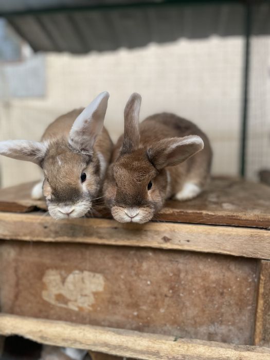 Карликовые кролики