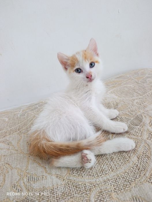 Котенок в добрые руки