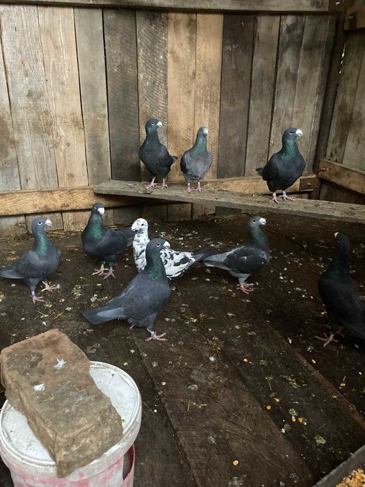 Porumbei germani 40 lei bucata