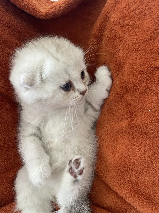 Serebristiya shinshilla srochna sotiladi