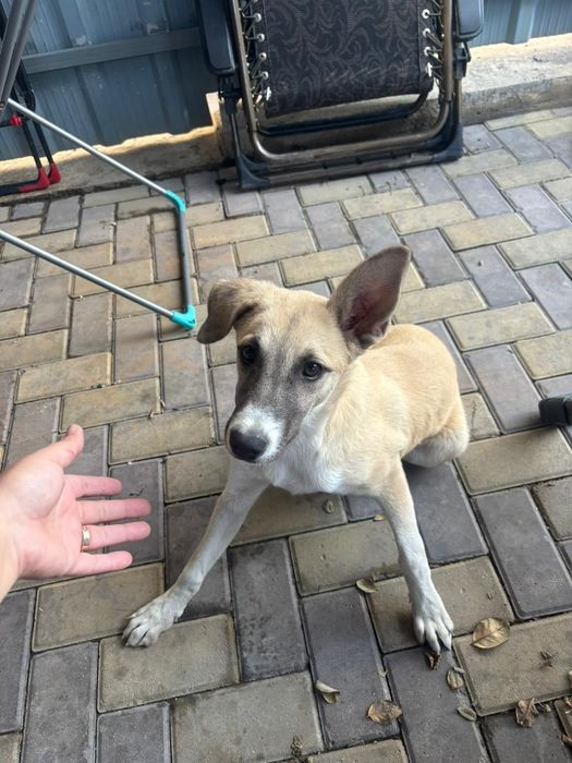 Двортерьер ищет дом