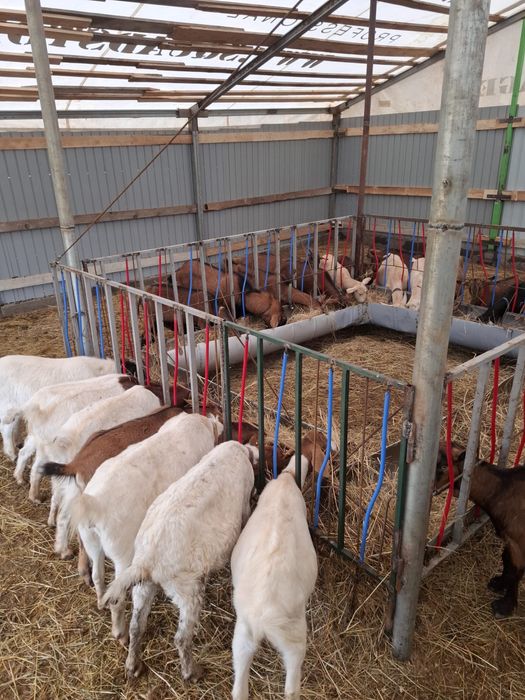 Capre si iezi de vanzare, Alpina franceza, Boer, Sanenn