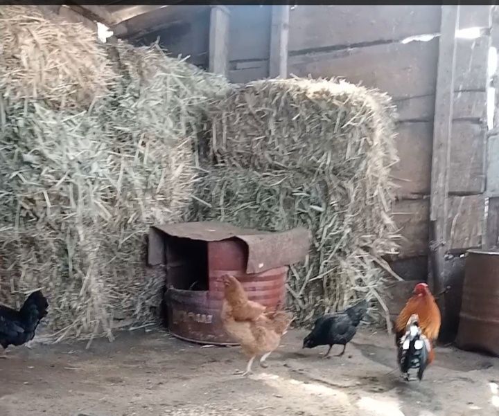 Продам карликовых курей