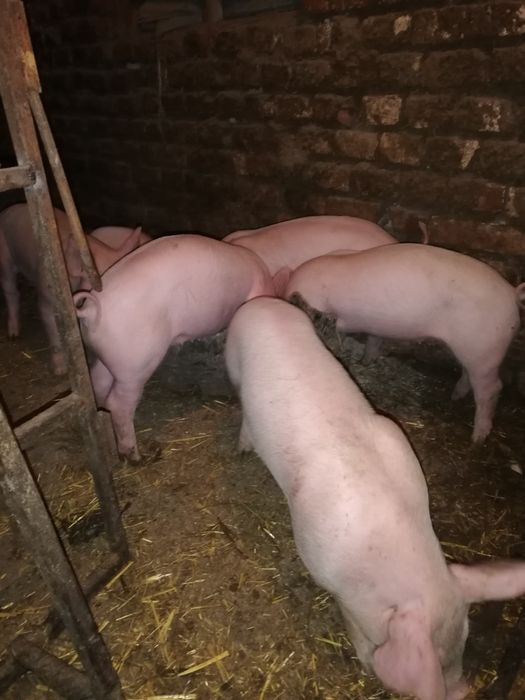 Продавам малки прасенца