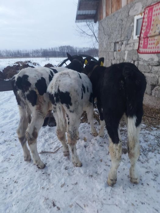 Vând 3 tăurași. .