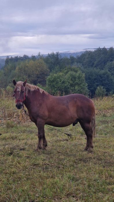 Cal de vanzare mai multe detali la numarul de telefon