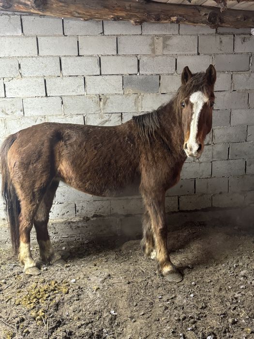 Бие сатылады.