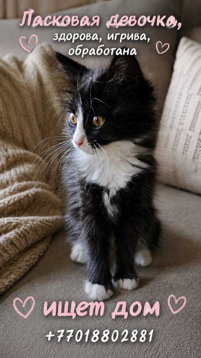 Котёнок девочка в добрые руки