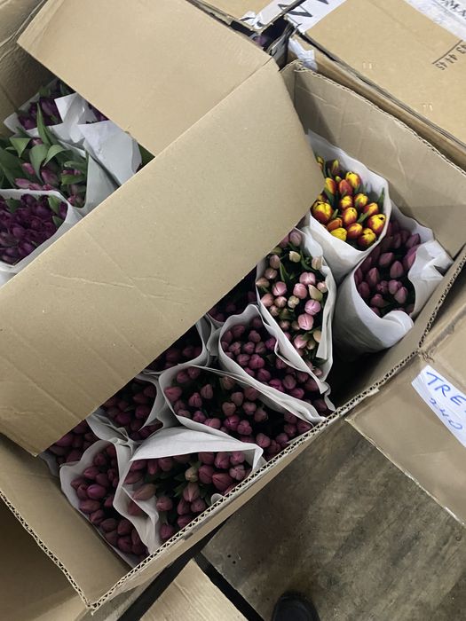 голландские тюльпаны по 450