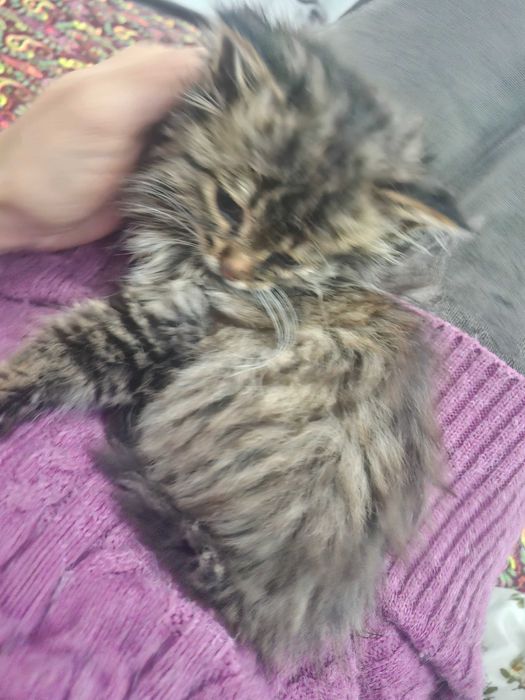 Котёнок,  мушук боласи, Mushuk bolasi