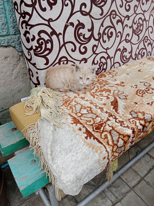 Рыженький котёнок ищет дом