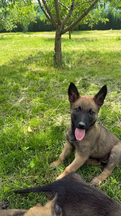 Ciobănesc belgian Malinois