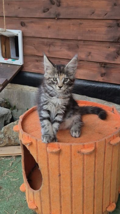 Pui pisica  Maine Coon