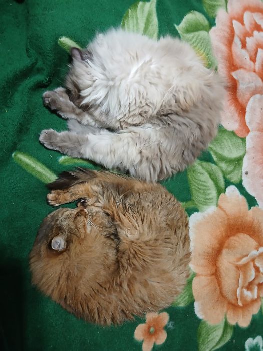 Кот, кастрирован