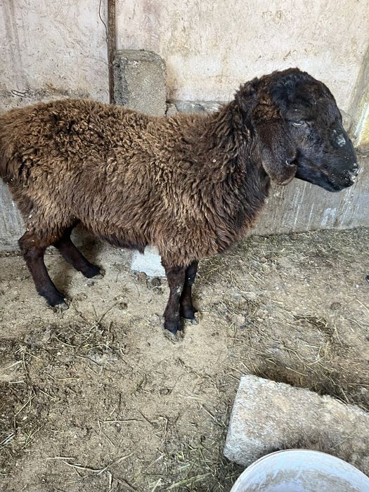 қой ұрғашы  қоой