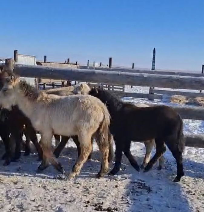Жабагы сатылады Актобе