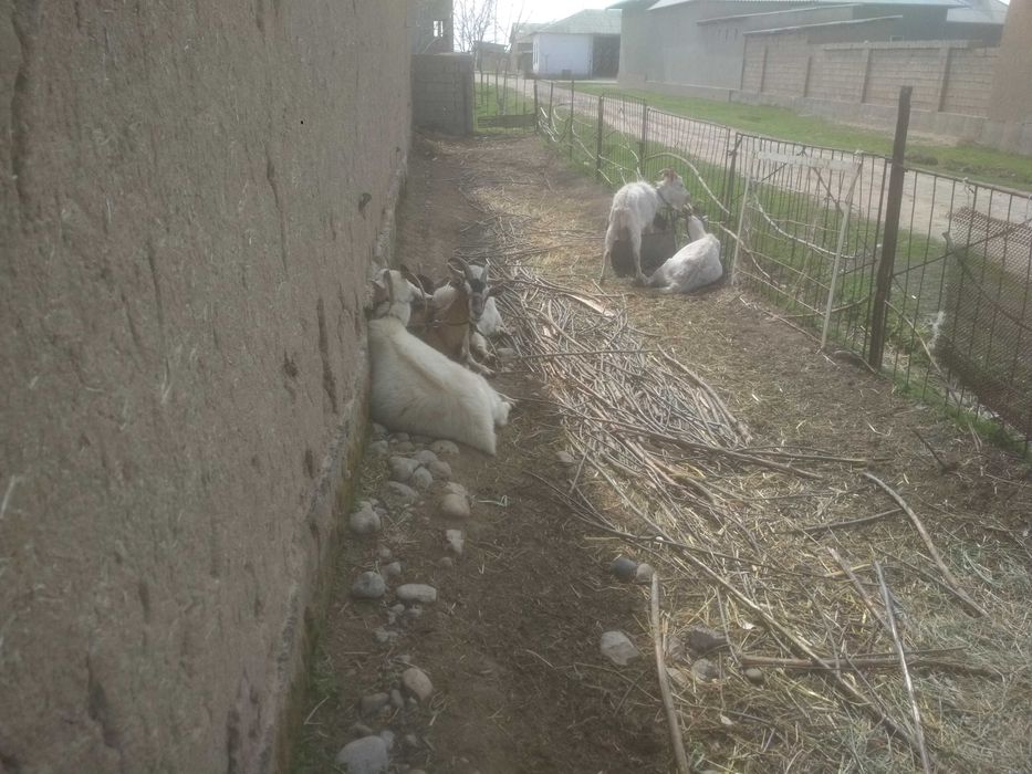 Zanin, Alpin zotli Echkilar