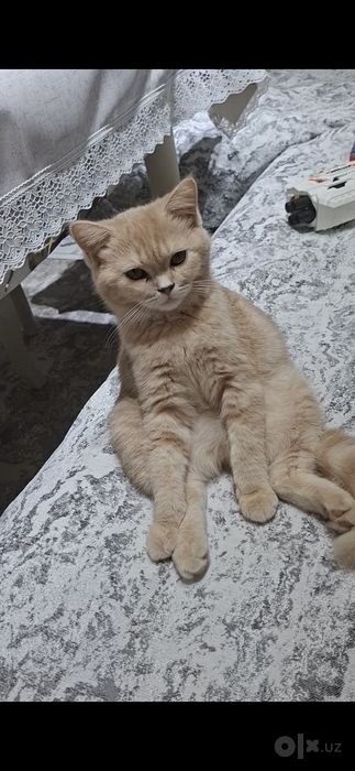 Britanskaya koshka