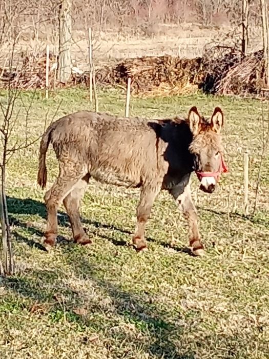 Vând măgar tânăr