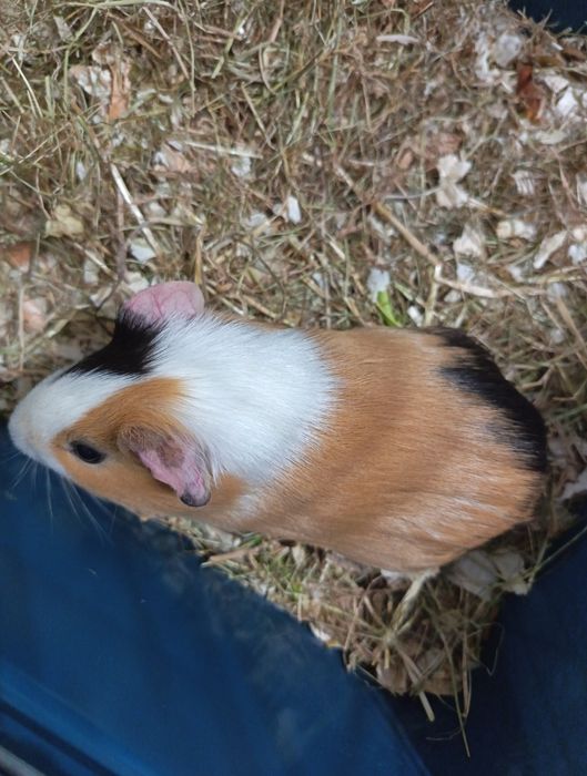 Мъжко морско свинче