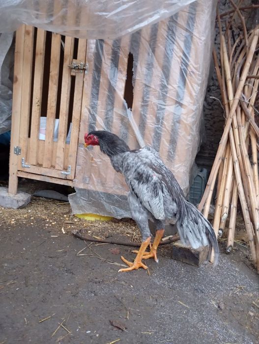 Дакан шоже сатылады июнь