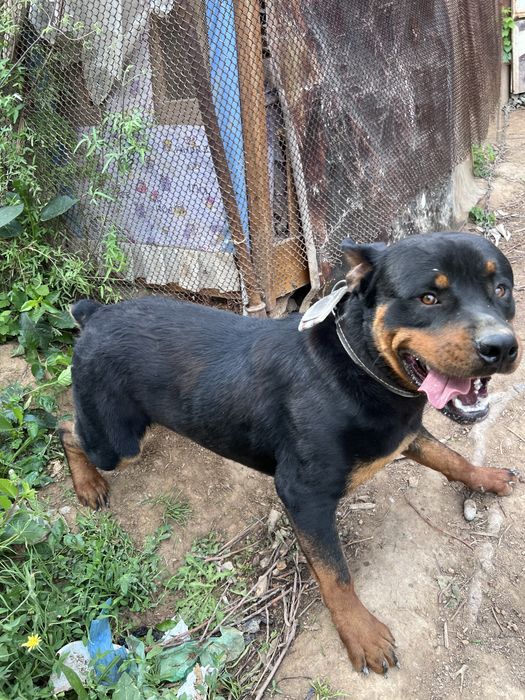 Срочна сотилади Rottweiler немецкая порода